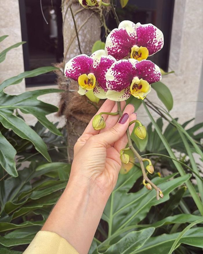 Orquídea nas mãos de Dra. Luana Figuerêdo